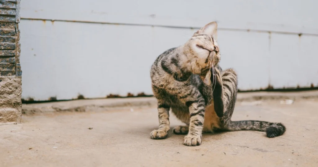 dicas para lidar com gatos que arranham móveis