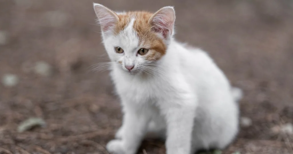 o que é e como tratar a giardíase em pets
