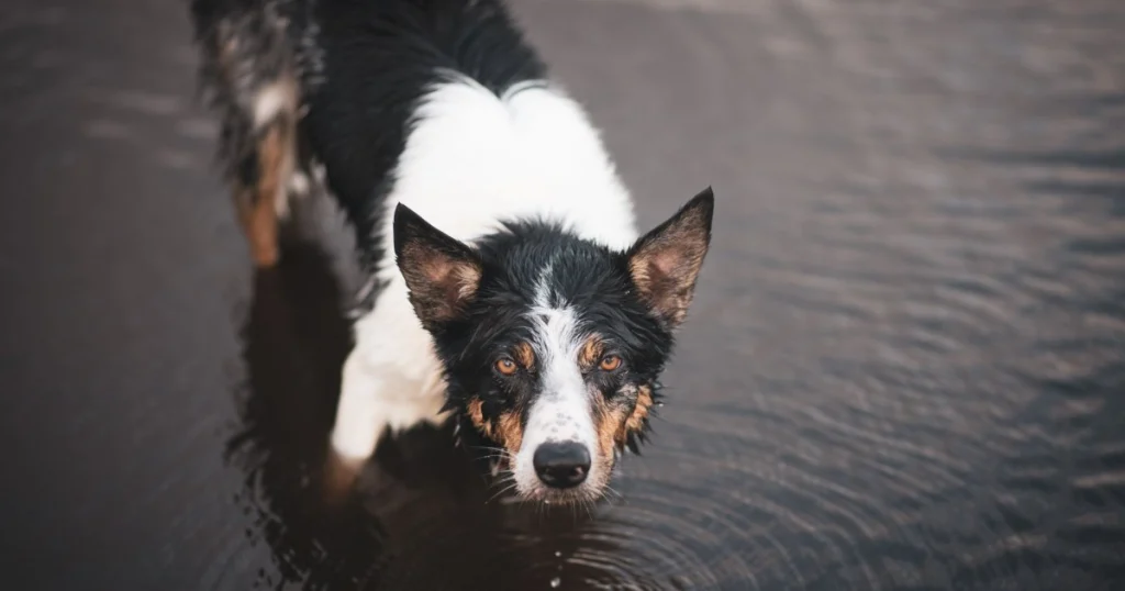 O que é e como prevenir a leptospirose em cães o que é e como prevenir a leptospirose em cães