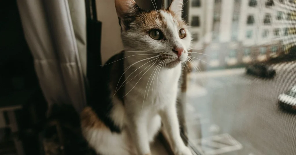 Dicas para Criar um Gato Feliz em Apartamento: Cuidados Essenciais dicas para criar um gato feliz em apartamento