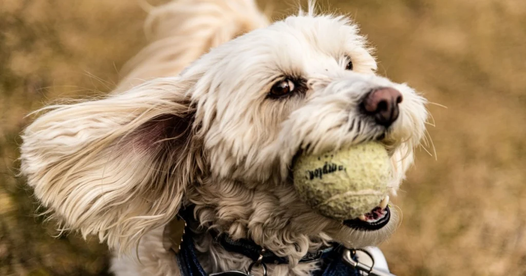 melhores brinquedos para estimular a atividade do pet