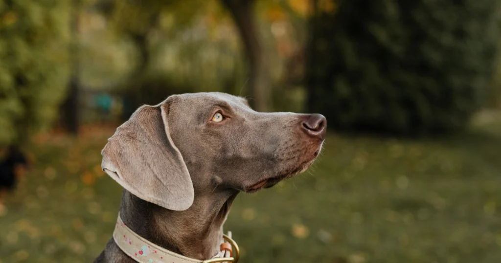 dicas para escolher a coleira ideal para cães