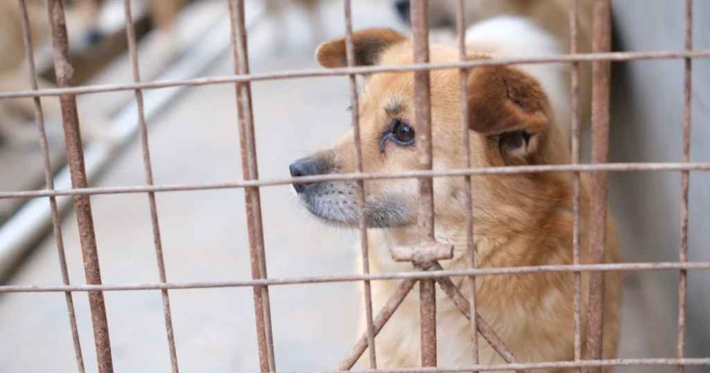 O que Levar em Consideração ao Adotar um Cachorro o que levar em consideração ao adotar um cachorro