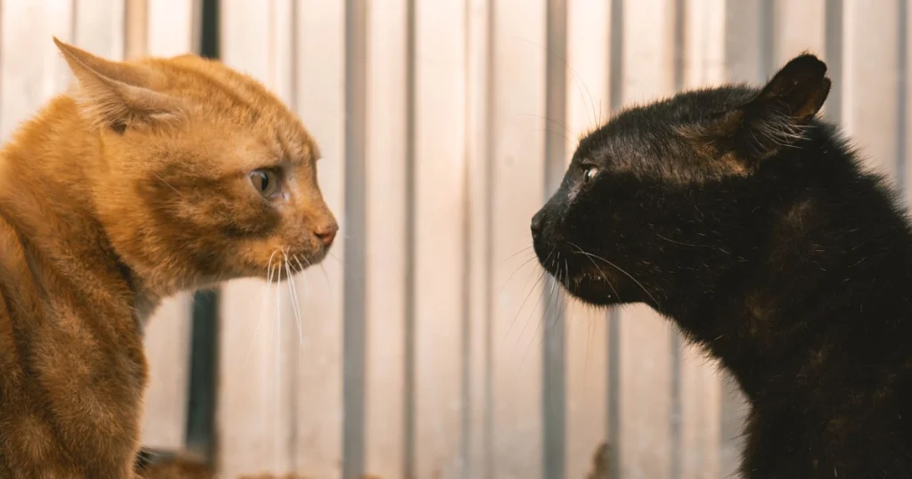 Como Lidar com Ciúmes Entre Pets: Dicas e Cuidados Essenciais como lidar com ciúmes entre pets