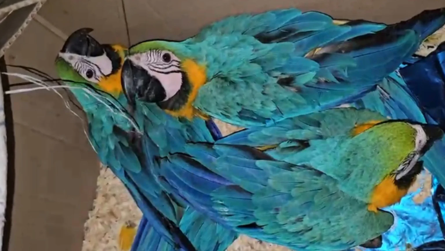 Quatro homens detidos por tráfico de araras-canindé em Ubatuba, SP